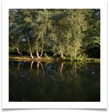 Canal-15 - Denis McAllister